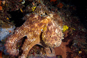 Octopus vulgaris by Vittorio Durante 